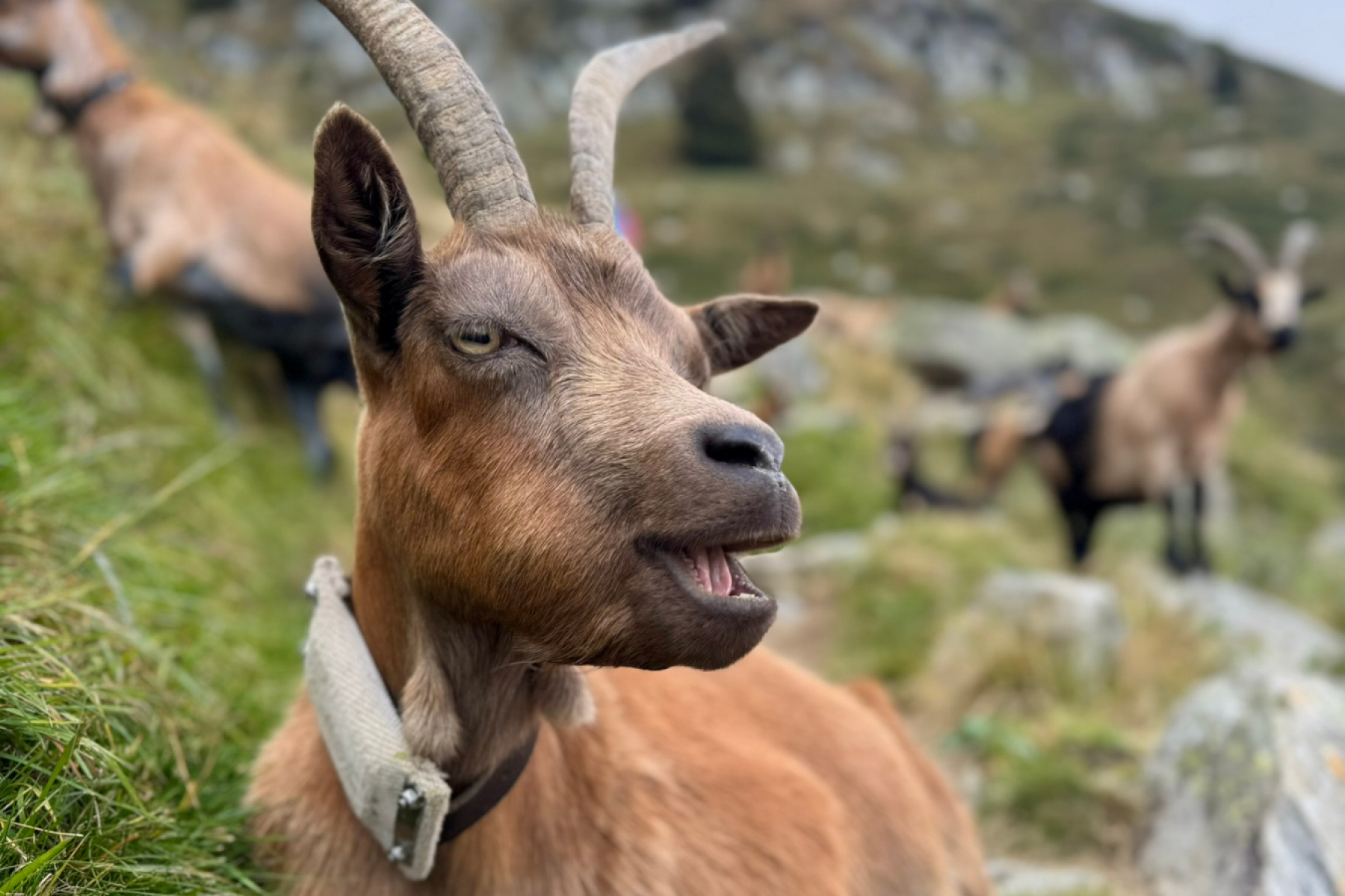 Ziegen auf der Bergwiese