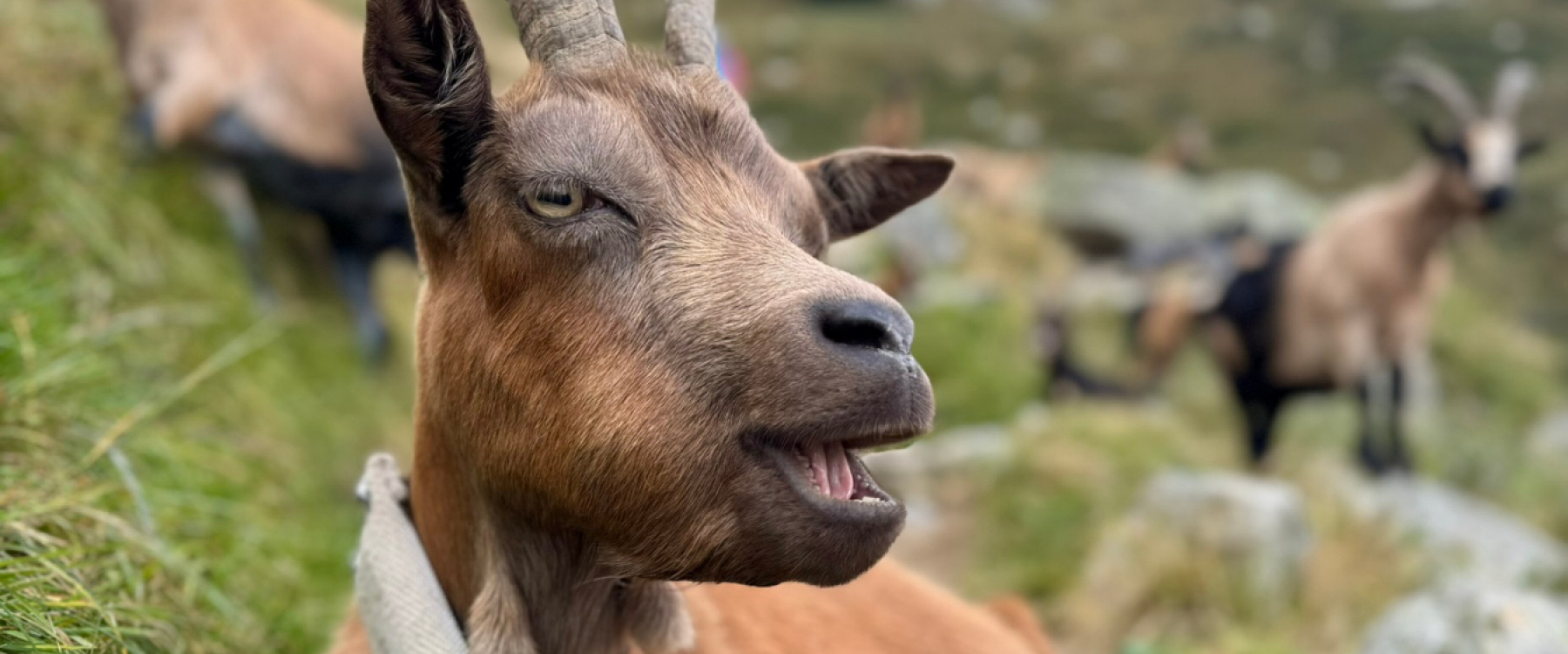 Ziegen auf der Bergwiese