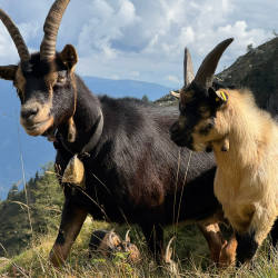 Ziegen auf der Bergwiese