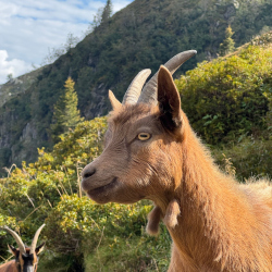 Ziegen auf der Bergwiese